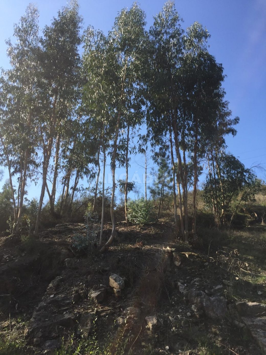 Lote-para-construcao-em-vila-verde-2